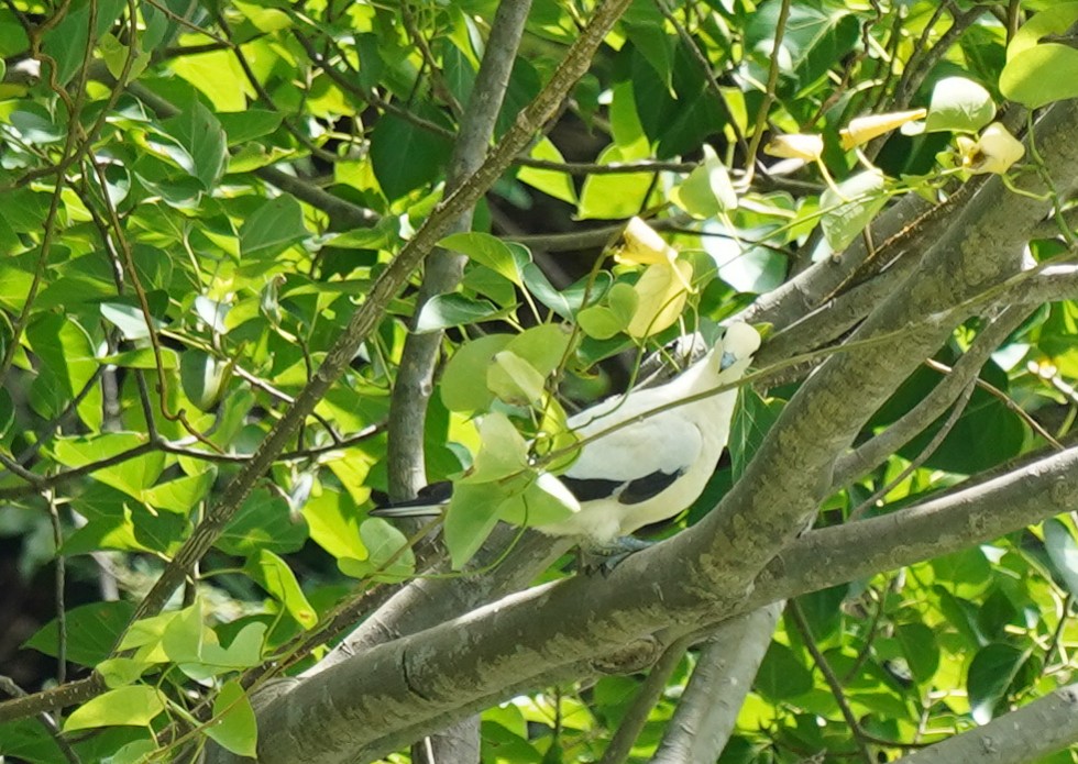 Dúcula Bicolor - ML598666781