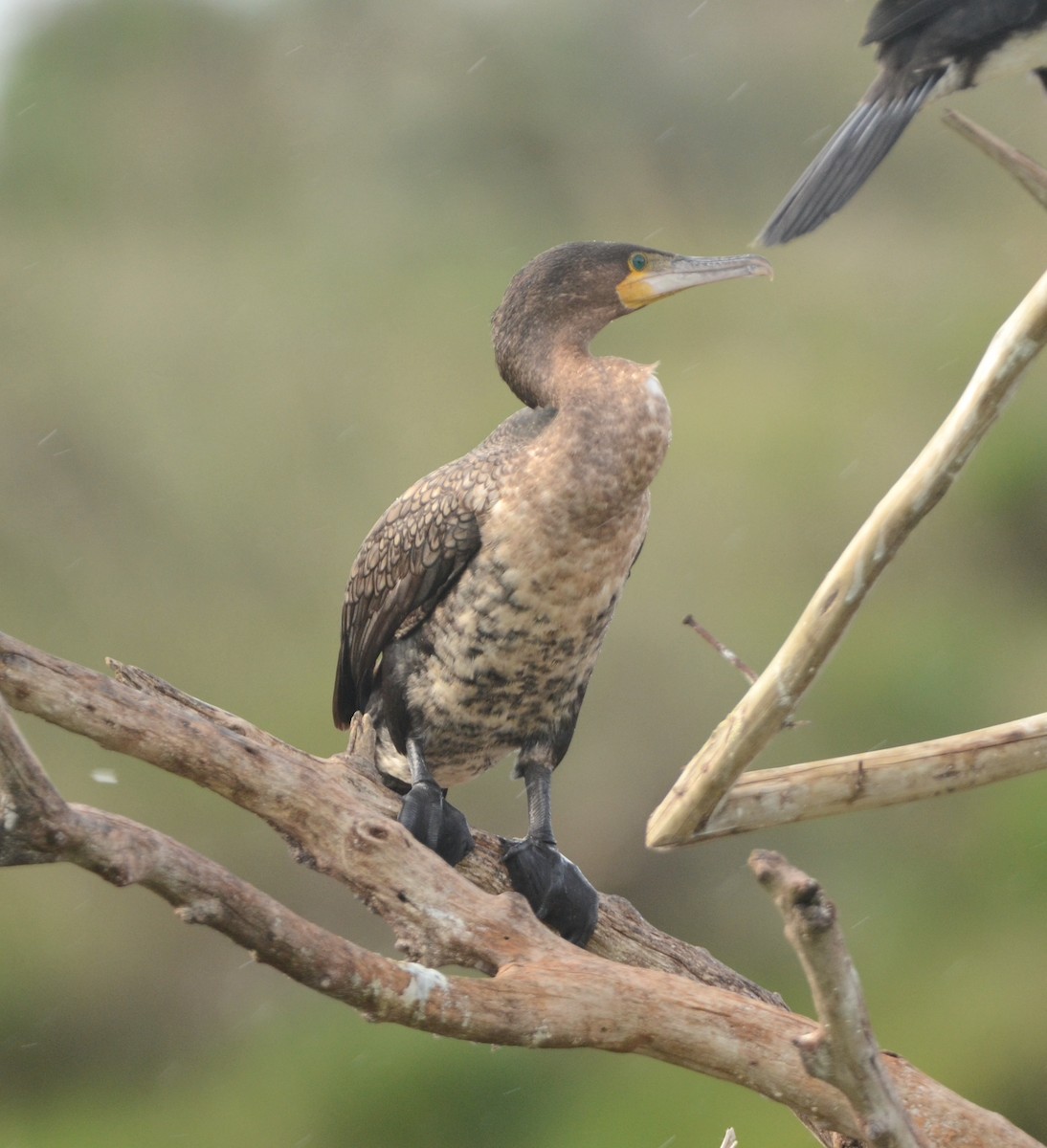 Great Cormorant (White-breasted) - Gabriel Jamie