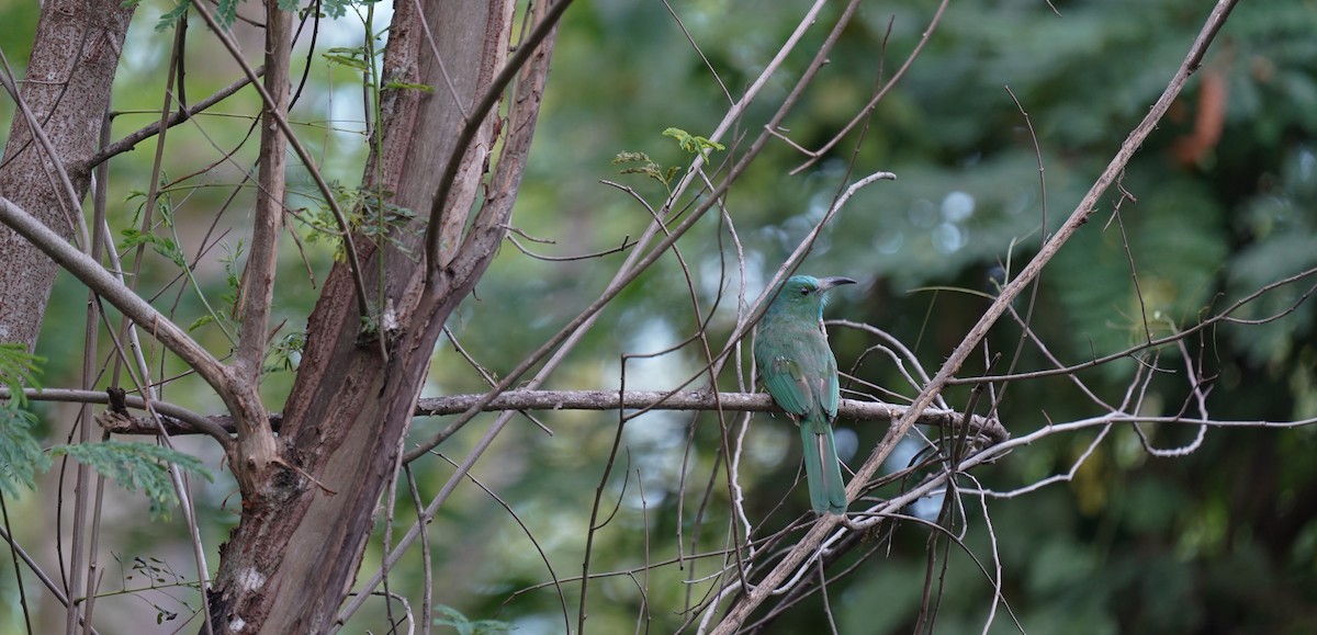 Blue-bearded Bee-eater - ML598668391