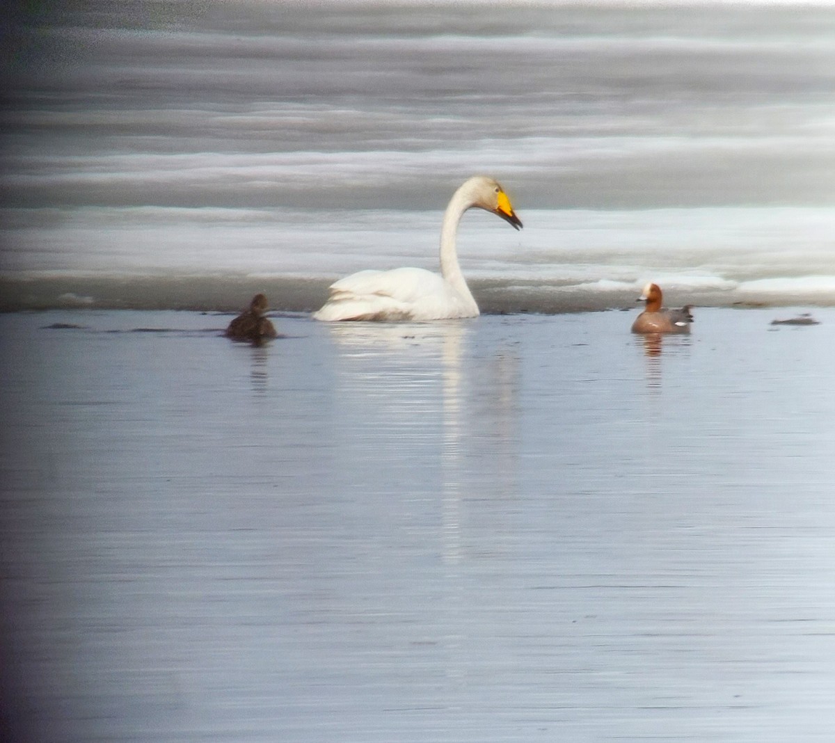 Eurasian Wigeon - ML598669171