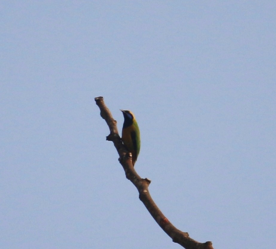 Orange-bellied Leafbird - ML598669181