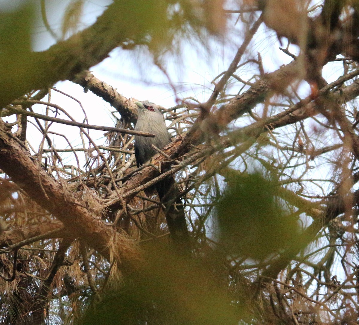 Green-billed Malkoha - ML598669251