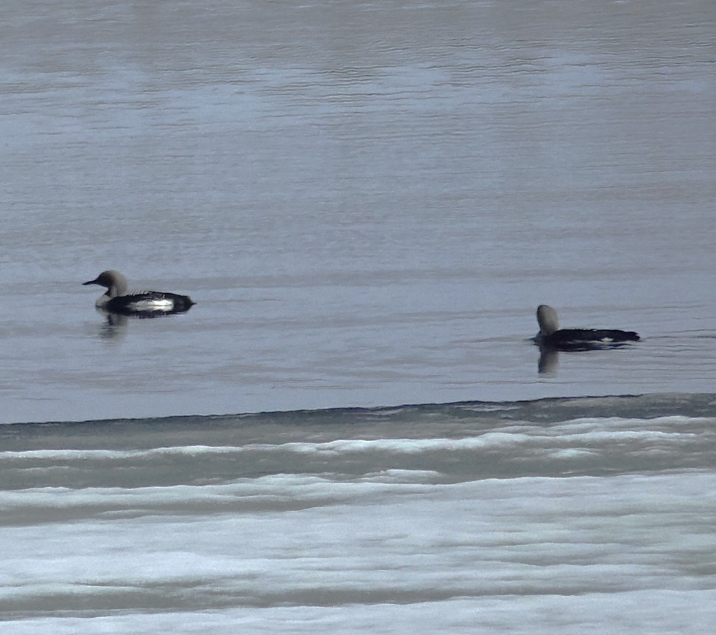 Arctic Loon - ML598669291