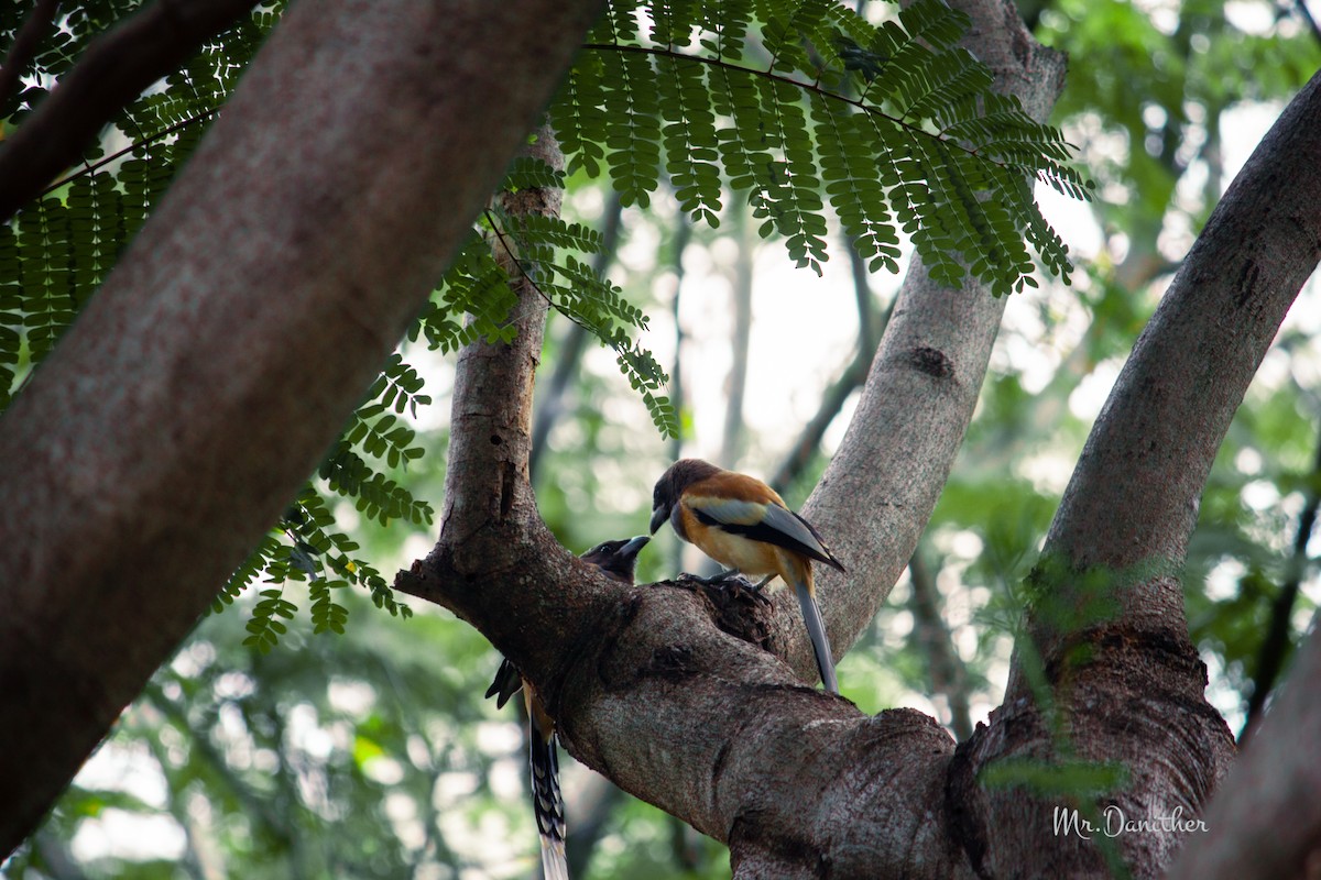 Rufous Treepie - ML598669981