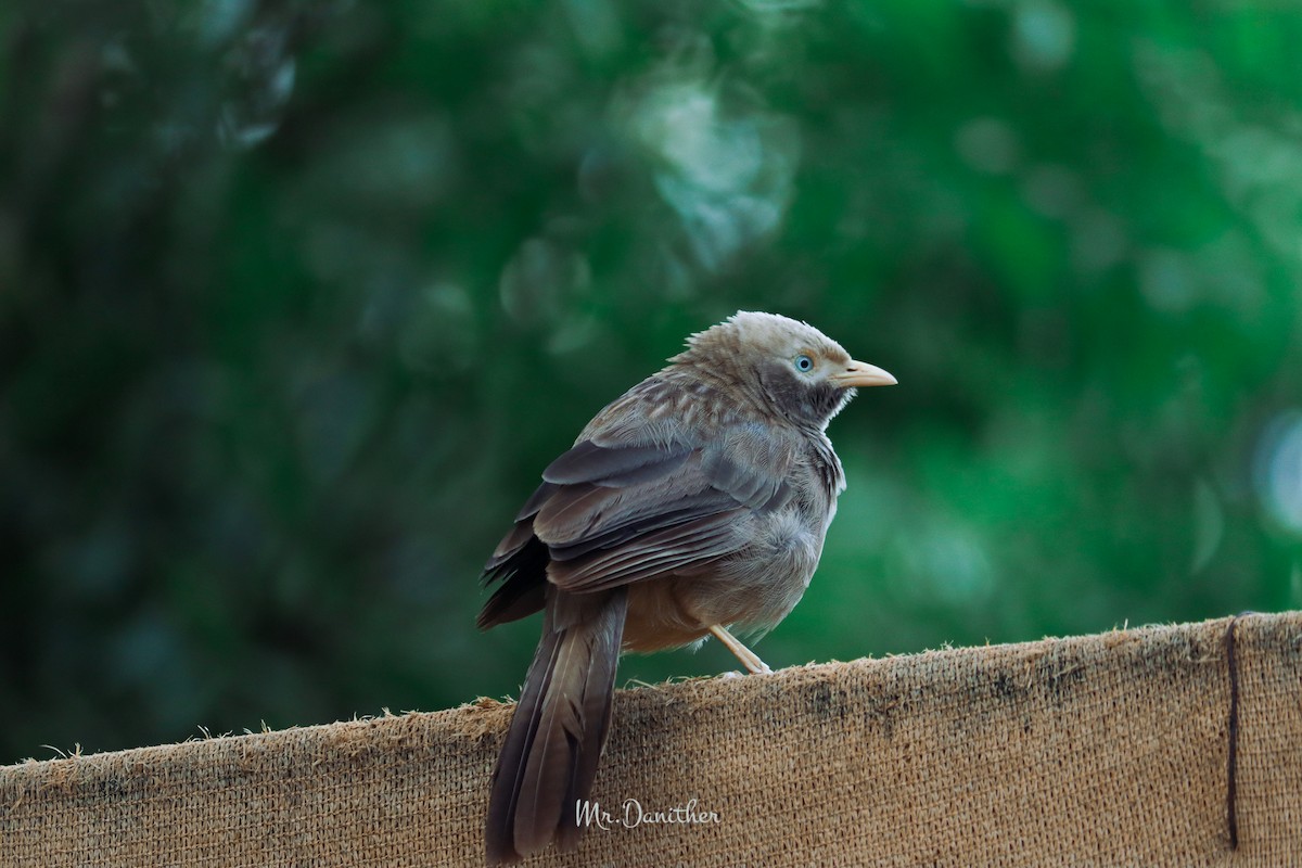Yellow-billed Babbler - ML598670071