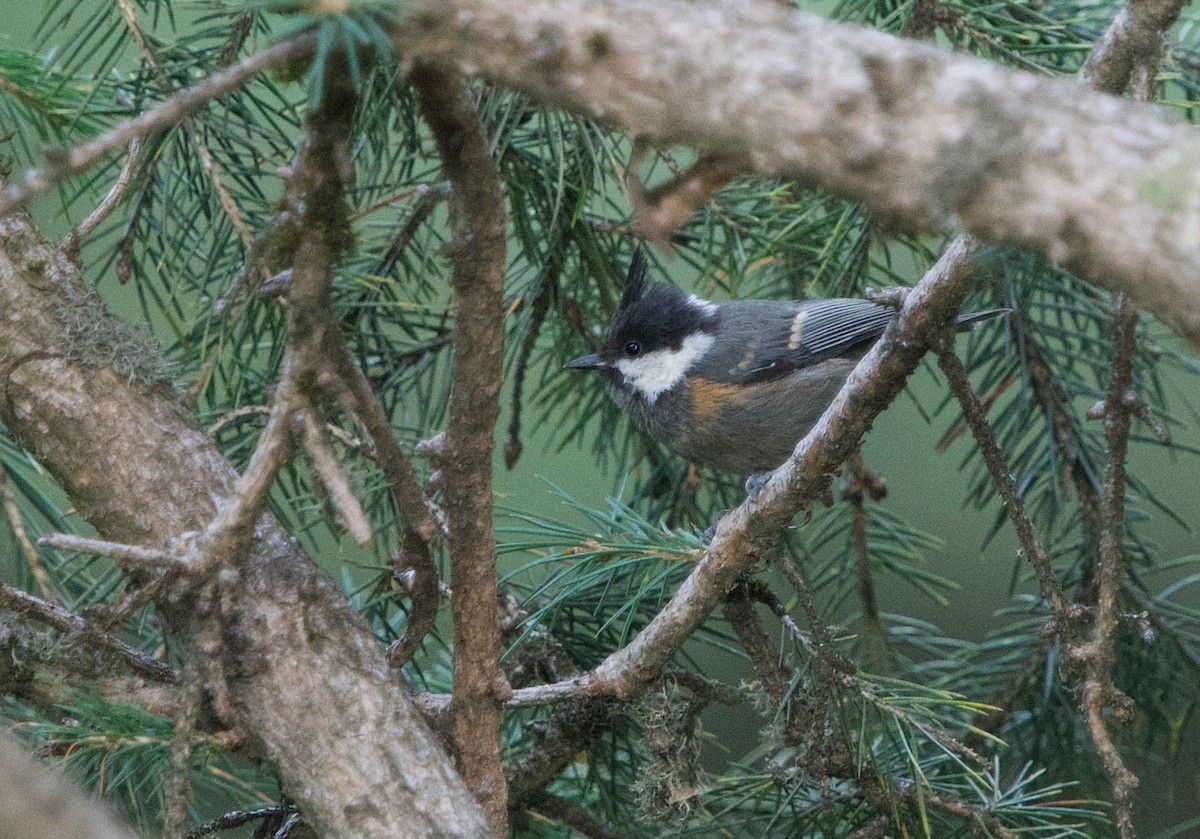 Coal Tit - Pampa Mistri