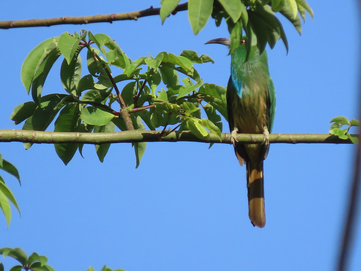 Blue-bearded Bee-eater - ML598672241