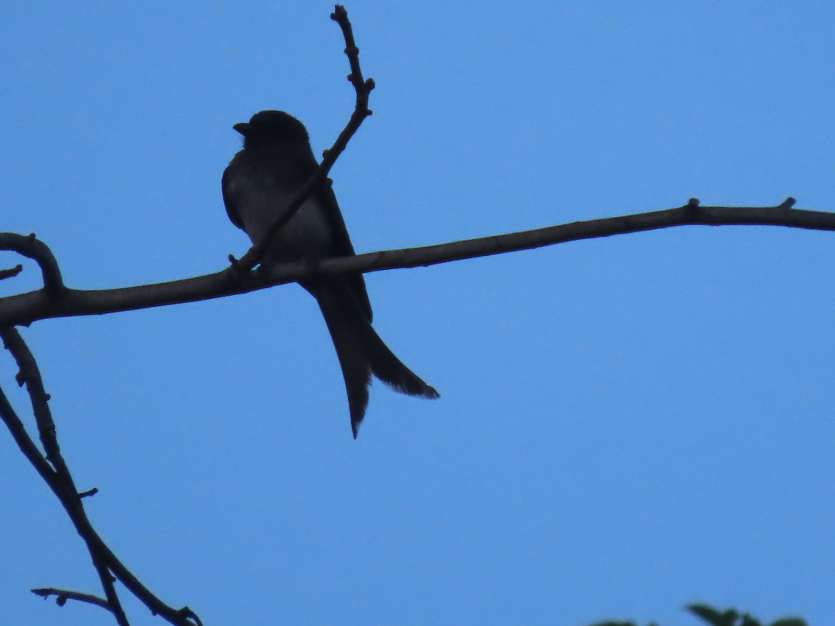 White-bellied Drongo - ML598672431