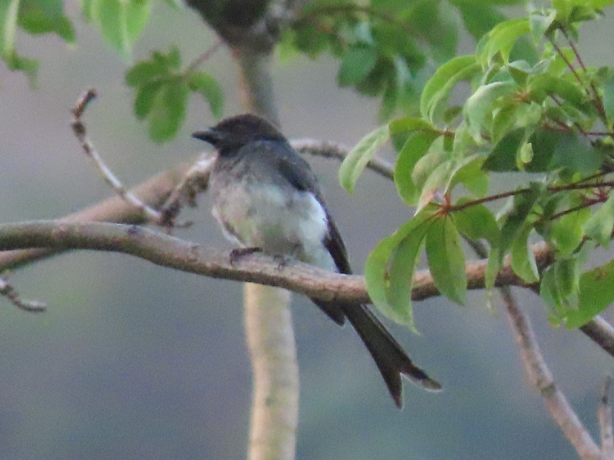 White-bellied Drongo - ML598672441