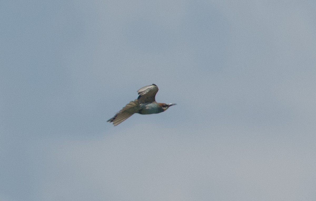 European Bee-eater - Pampa Mistri