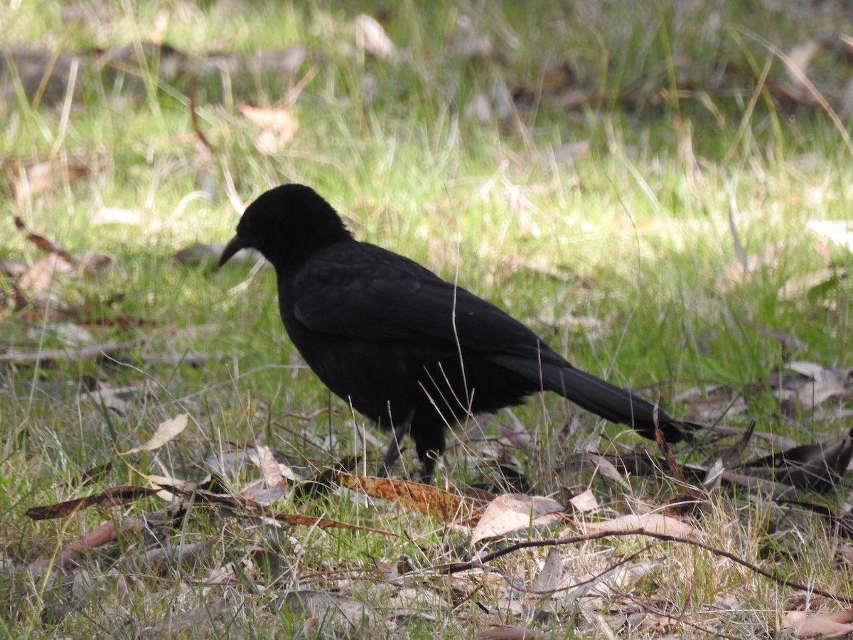 White-winged Chough - ML598674721