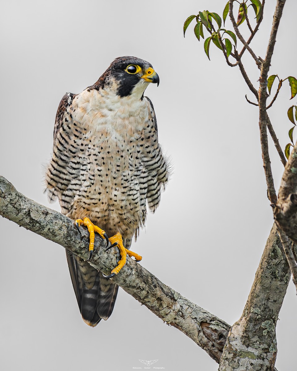 Peregrine Falcon - ML598674801
