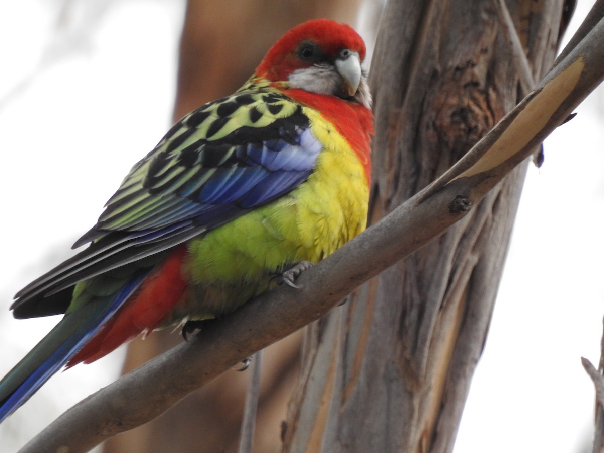 Eastern Rosella - ML598674811