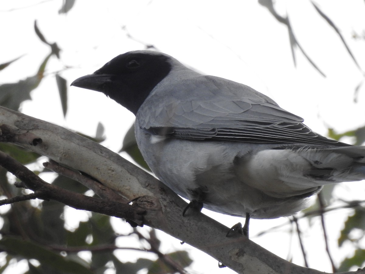 Black-faced Cuckooshrike - ML598674881