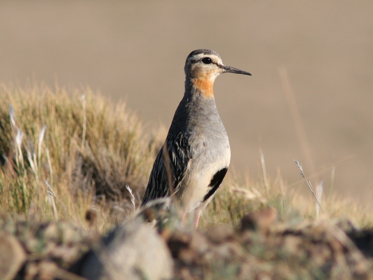 Tawny-throated Dotterel - Markus Deutsch