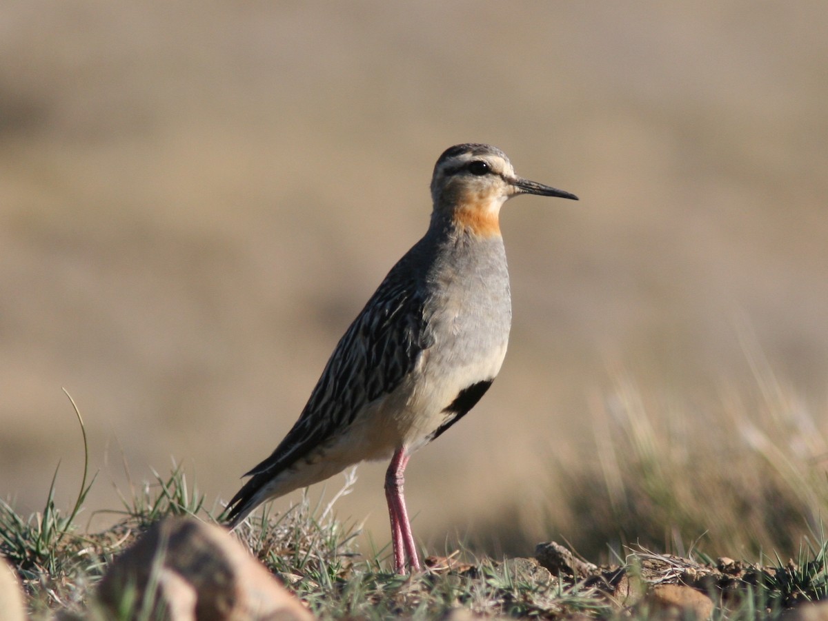 Tawny-throated Dotterel - Markus Deutsch