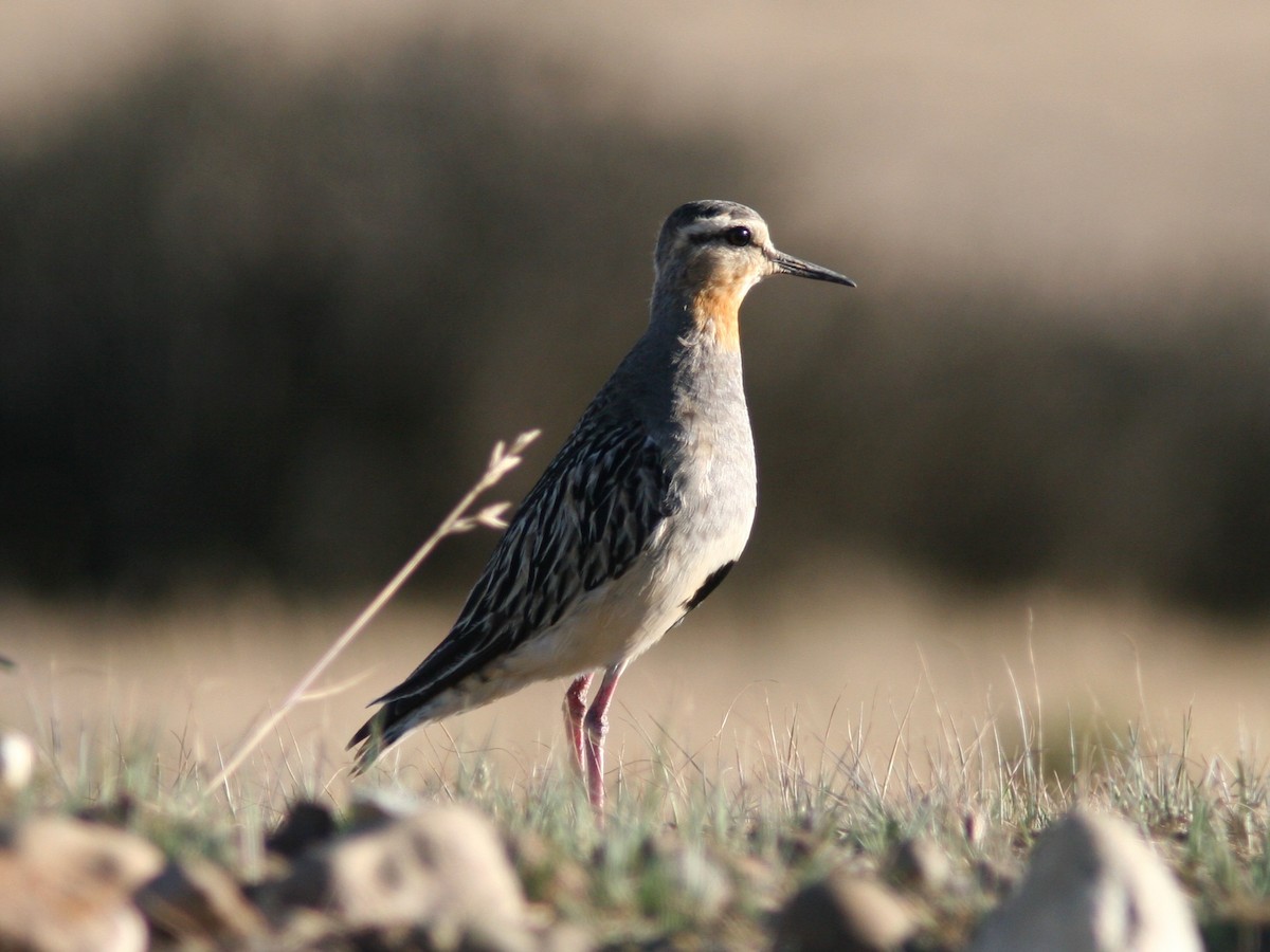 Tawny-throated Dotterel - Markus Deutsch