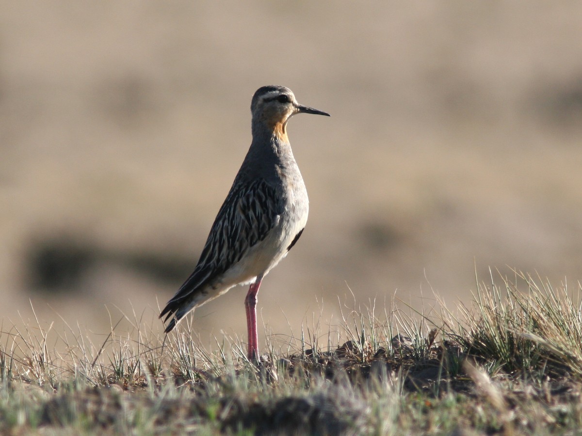 Tawny-throated Dotterel - Markus Deutsch