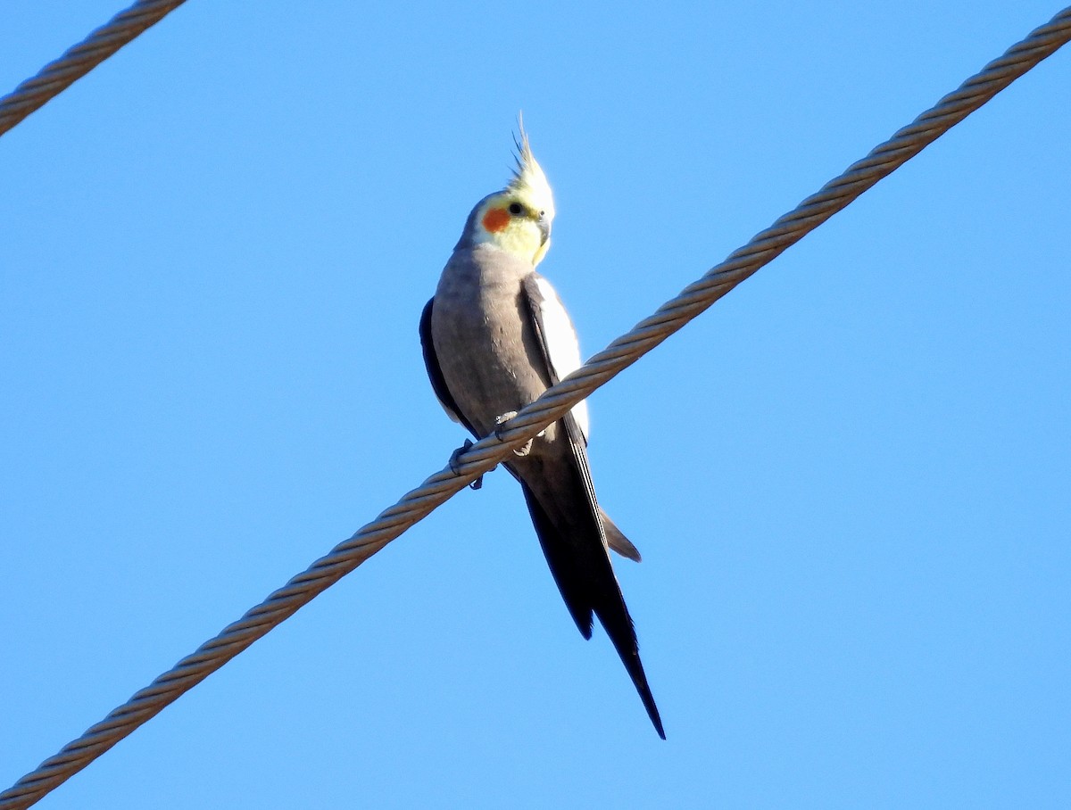 Cockatiel - ML598676611