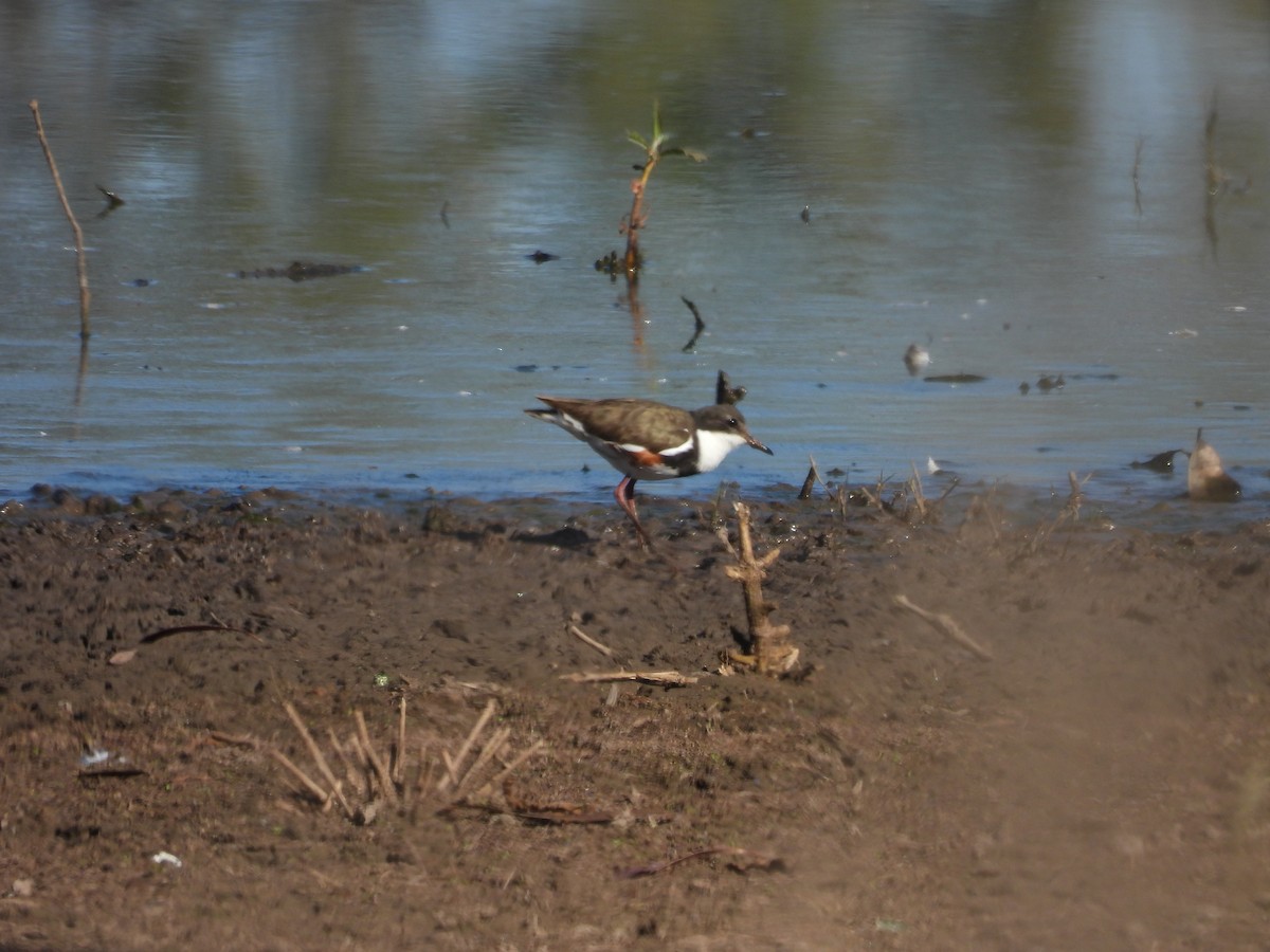 Red-kneed Dotterel - Michael Wu