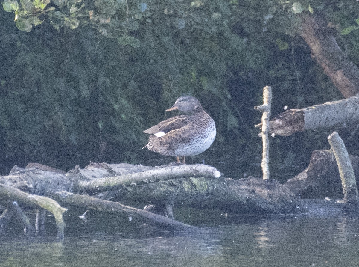 Gadwall - ML598676811