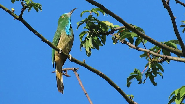 Blue-bearded Bee-eater - ML598676891