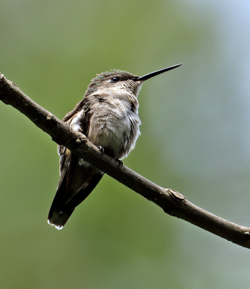 Ruby-throated Hummingbird - ML598676911
