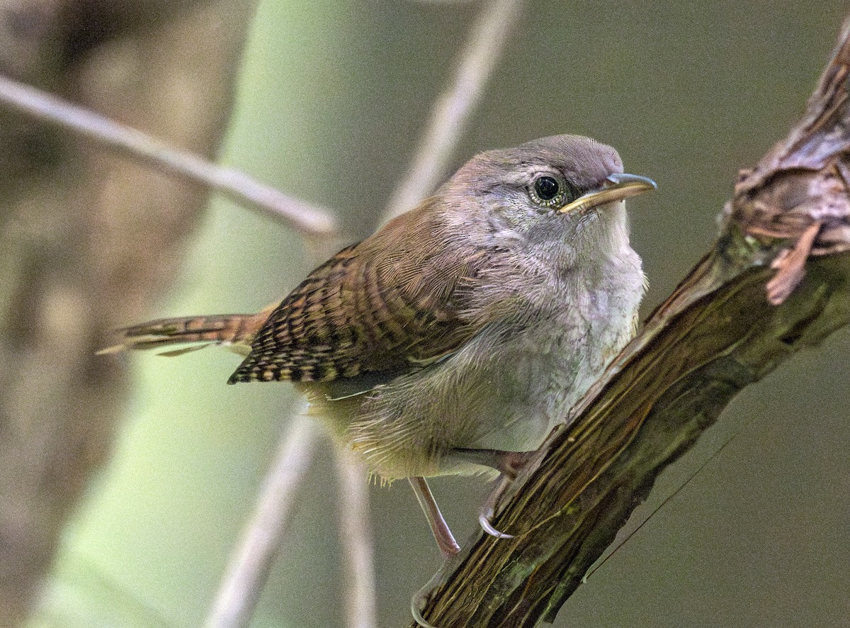 Northern House Wren - ML598676951