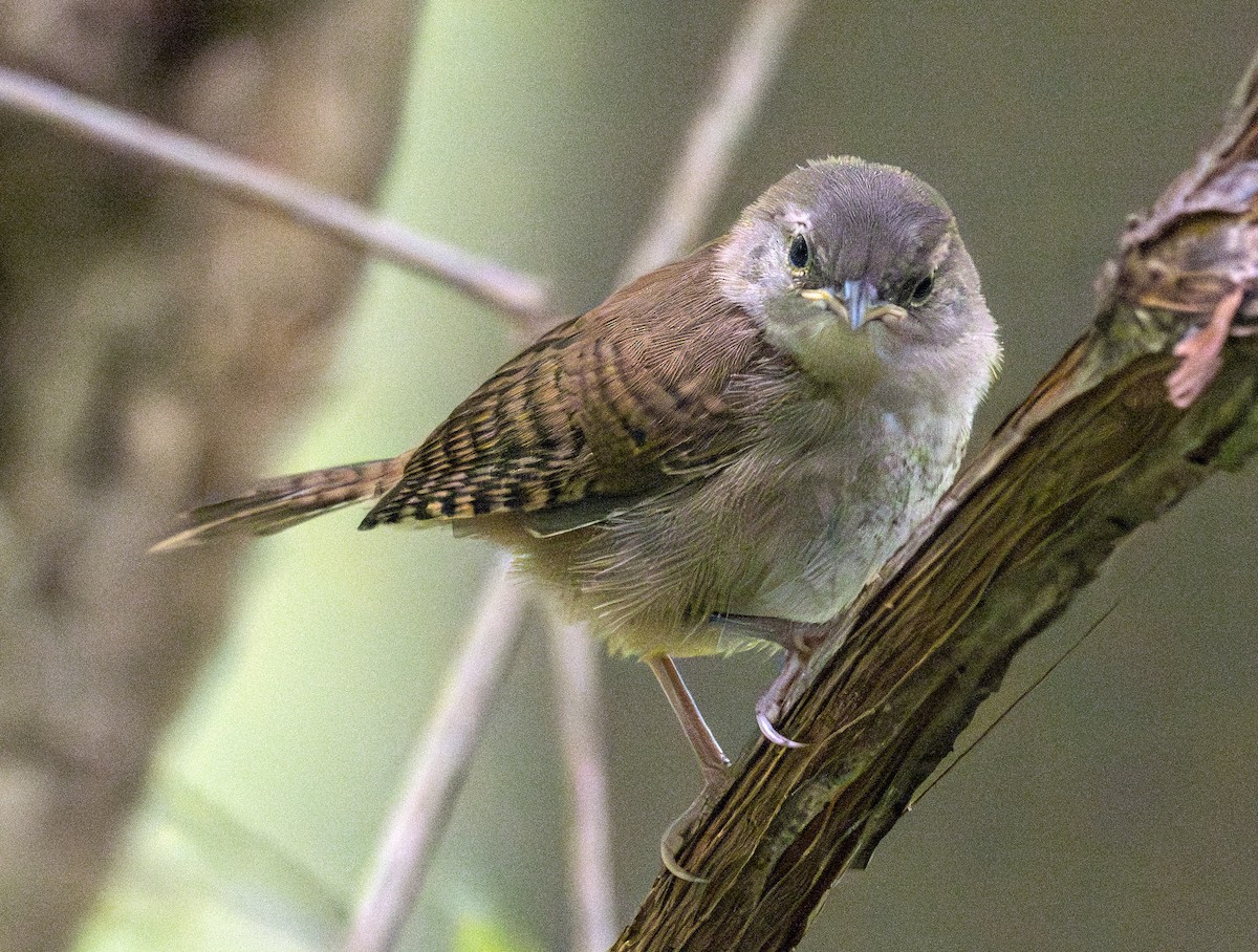Northern House Wren - ML598676961