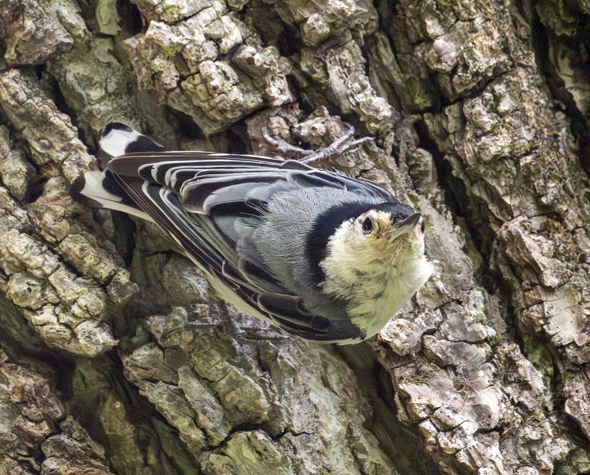 White-breasted Nuthatch - ML598676981
