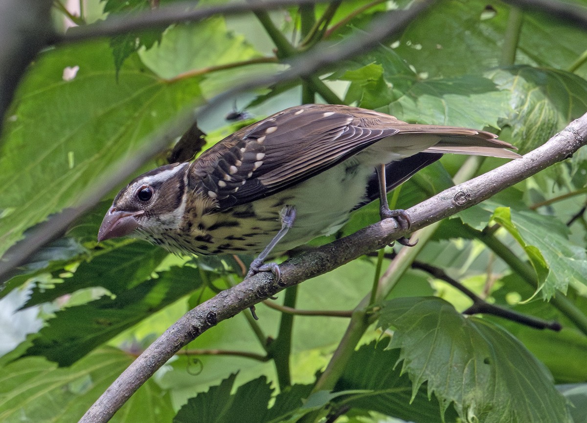 Rose-breasted Grosbeak - ML598677021