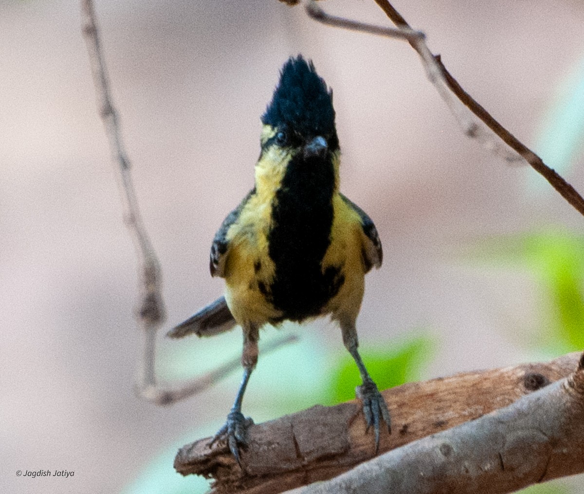 Indian Yellow Tit - ML598677741