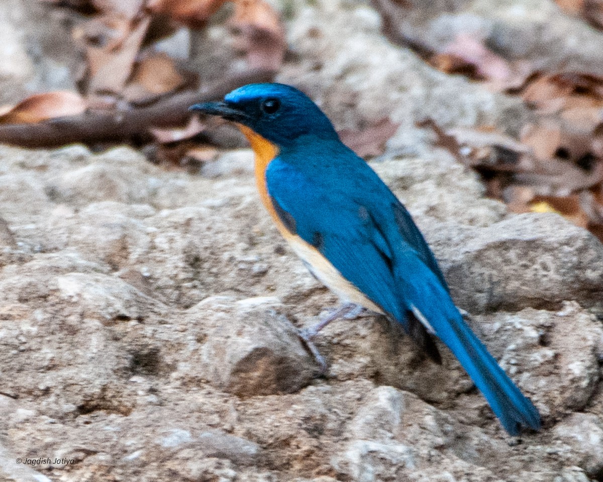 Tickell's Blue Flycatcher - ML598677801