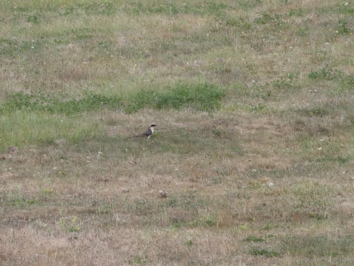 Great Spotted Cuckoo - ML598678201