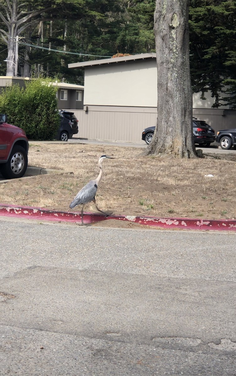 Great Blue Heron - ML598678441