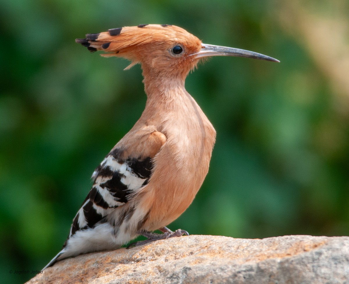 Eurasian Hoopoe - ML598678491