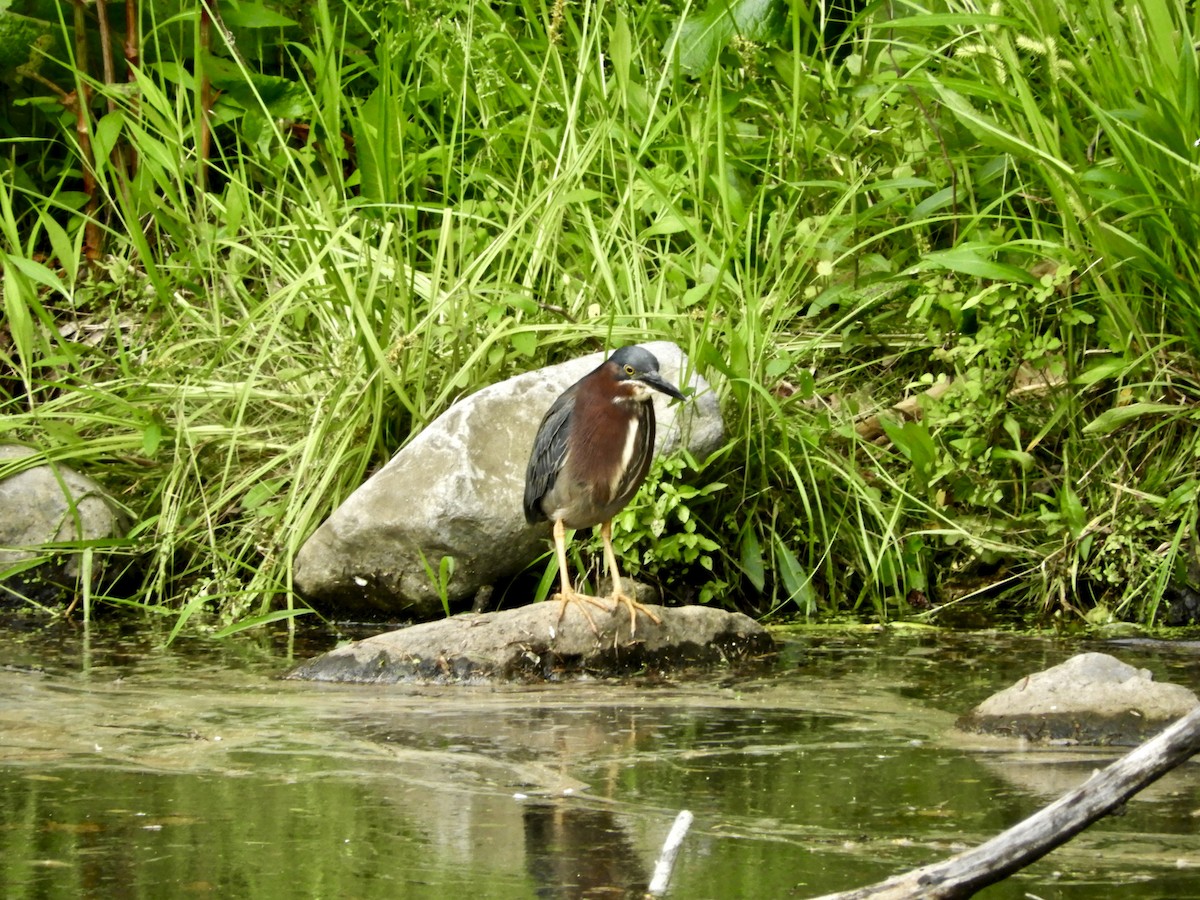 Garcilla Verde - ML59867851