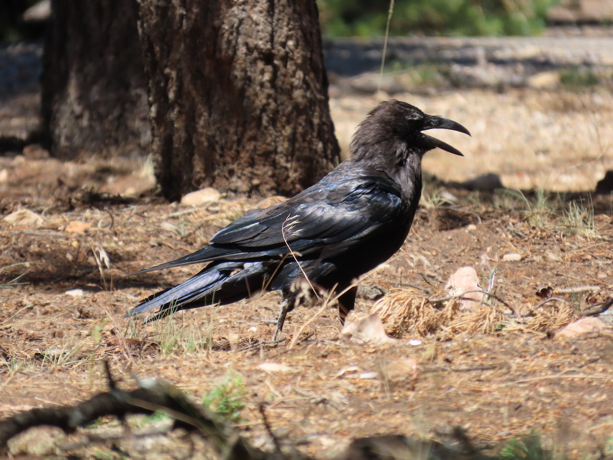 Common Raven - ML598678821