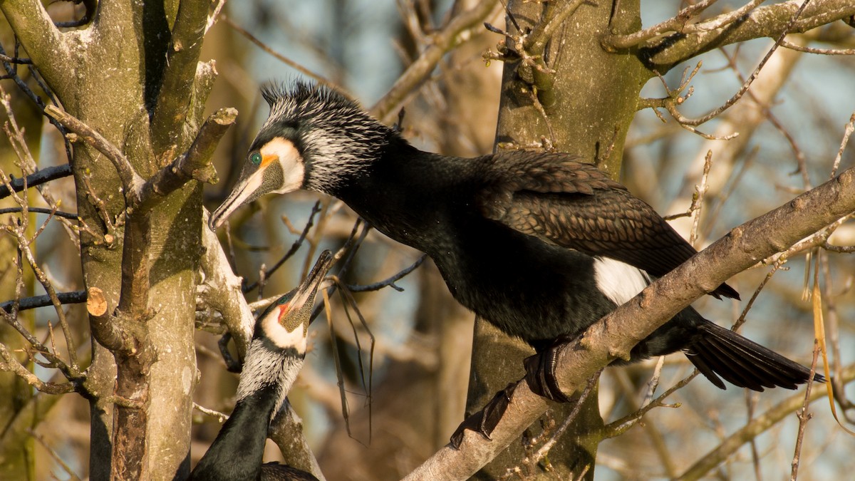 Cormorano - ML598678871