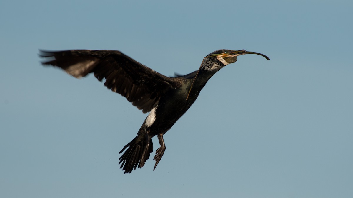Cormorano - ML598678881