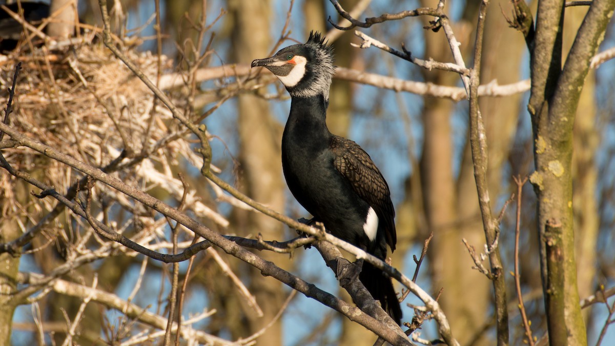 Cormorano - ML598678891