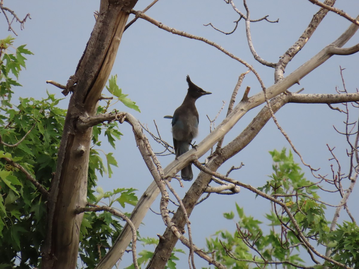 Steller's Jay - ML598679661