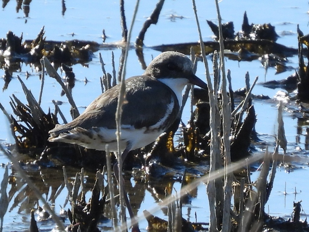 Red-kneed Dotterel - Scott Fox