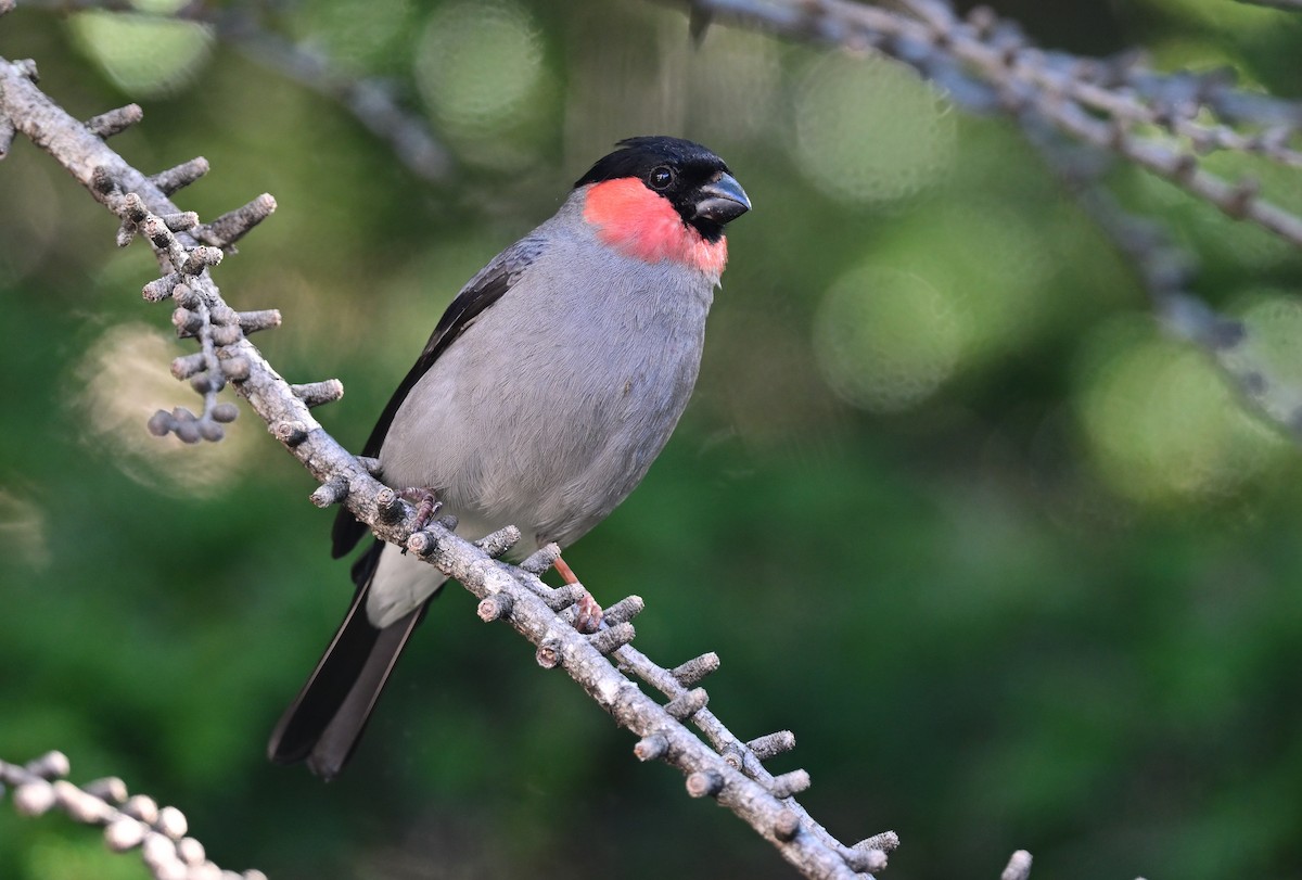 Eurasian Bullfinch - Shigeyuki Mukawa