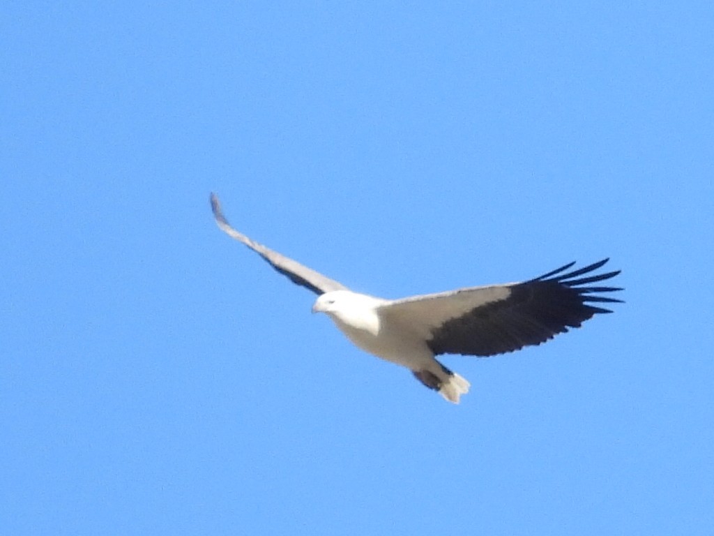 White-bellied Sea-Eagle - ML598680341