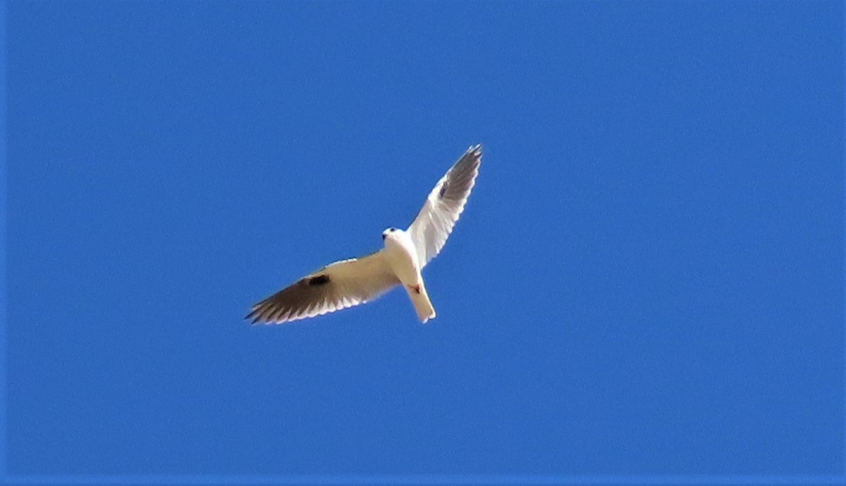 Black-shouldered Kite - ML598680551