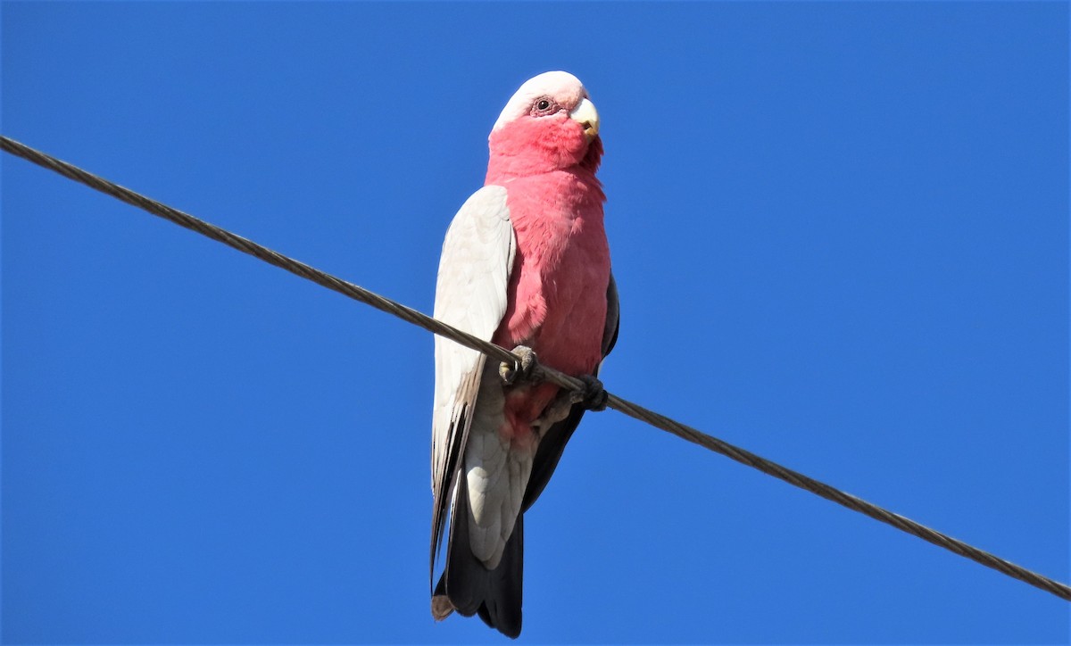 Cacatúa Galah - ML598680691