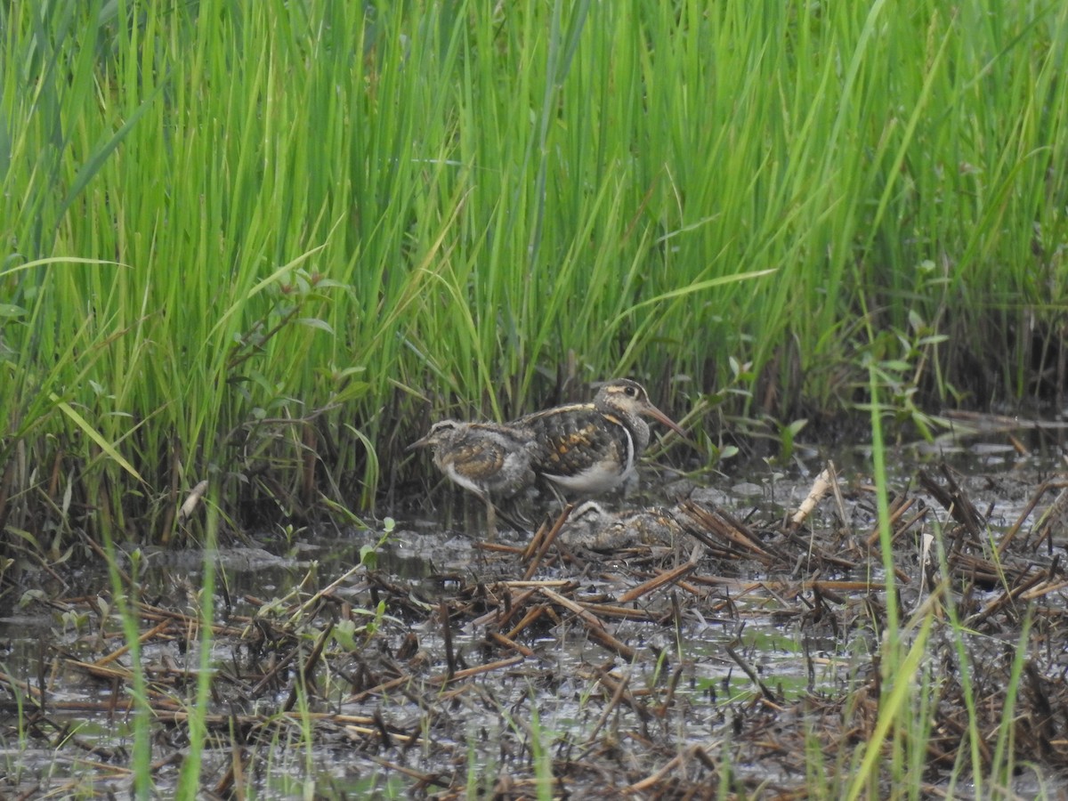 Greater Painted-Snipe - ML598681921