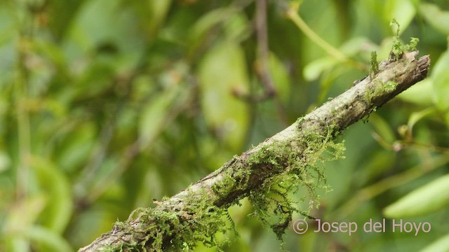 Multicolored Tanager - ML598681931