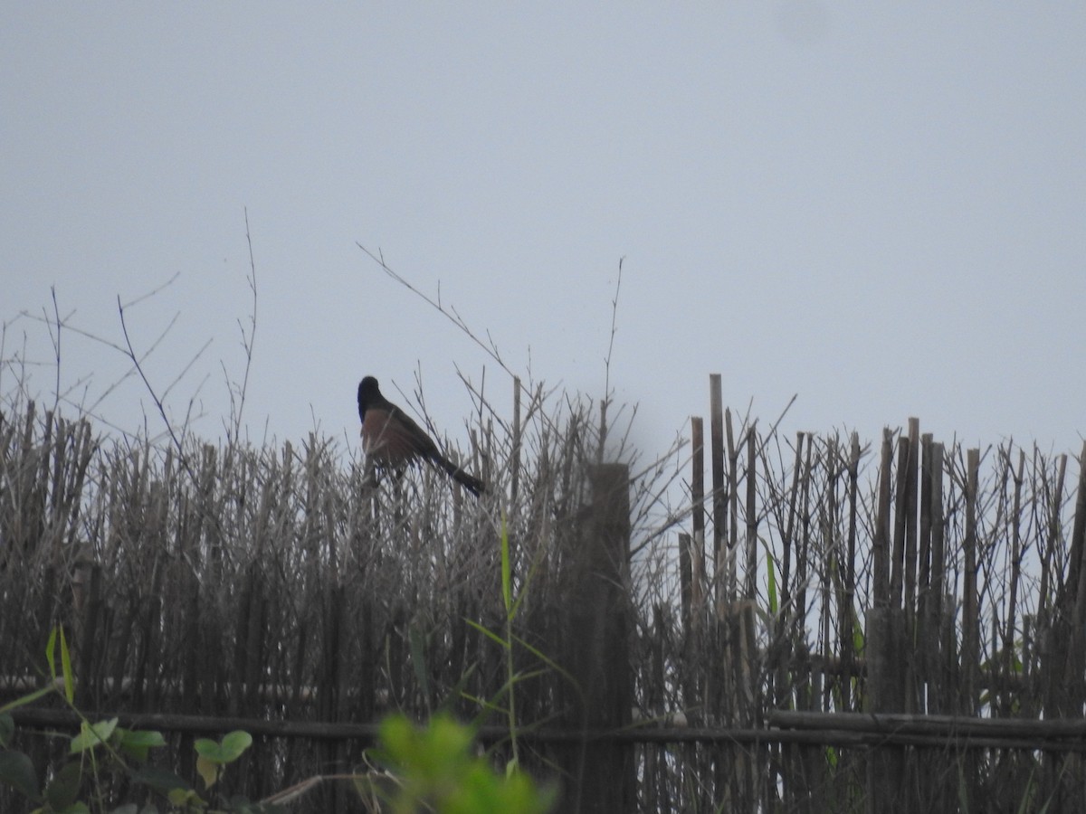 Lesser Coucal - ML598681991